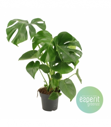 Monstera