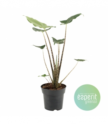Alocasia