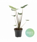 Alocasia