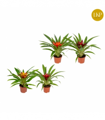 Guzmania