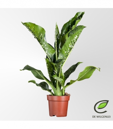 Dieffenbachia