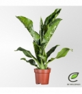 Dieffenbachia