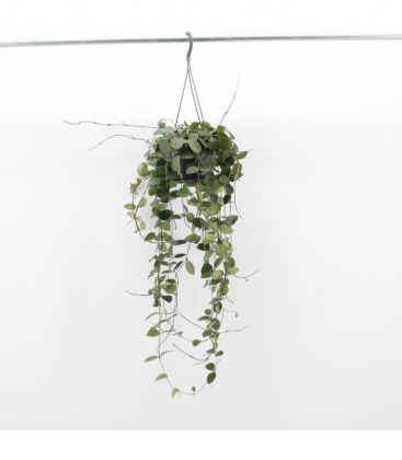 Hoya