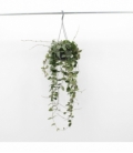 Hoya
