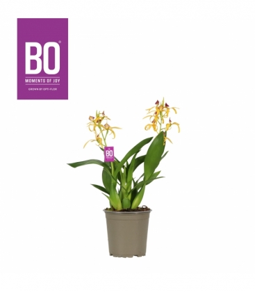 Encyclia