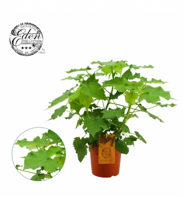 Sparmannia