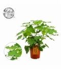 Sparmannia