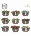 succulents