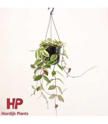 Hoya