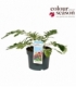 Acanthus