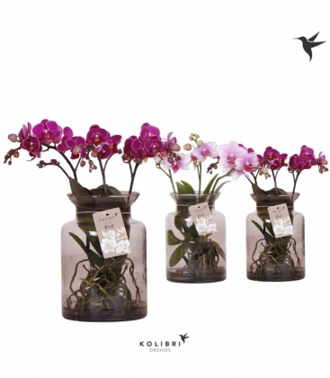 Phalaenopsis