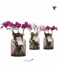 Phalaenopsis