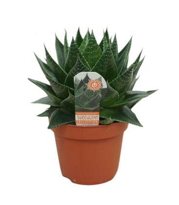 Aloe