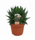 Aloe