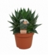 Aloe