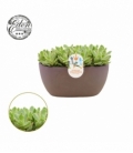 Crassula