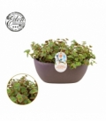 Crassula