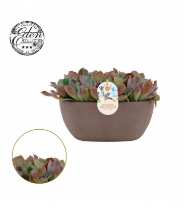 Echeveria