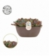 Echeveria