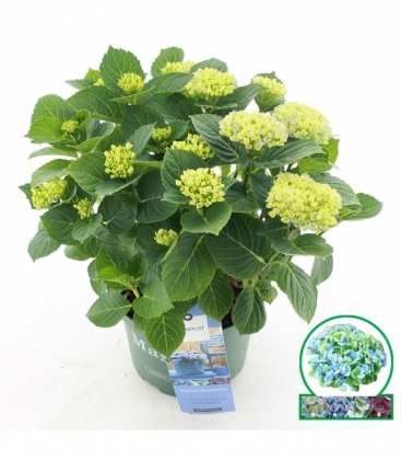 Hydrangea