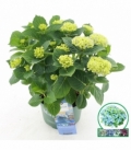 Hydrangea