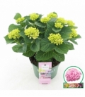 Hydrangea