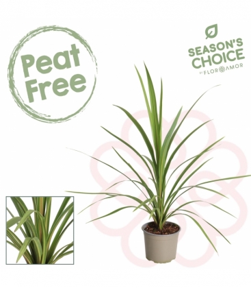 Cordyline