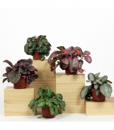 Episcia