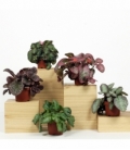 Episcia