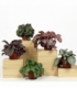 Episcia