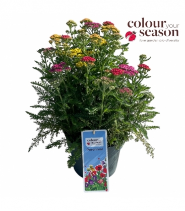 Achillea