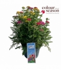 Achillea