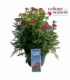 Achillea