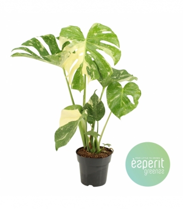 Monstera