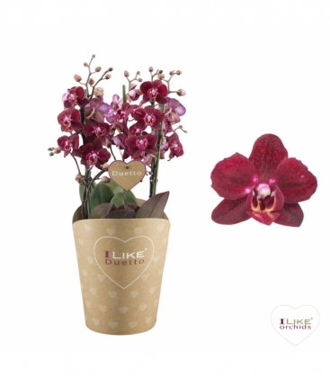 Phalaenopsis