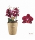 Phalaenopsis