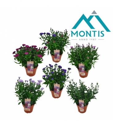Aster