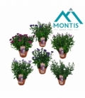 Aster