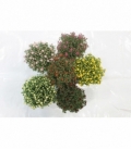 Chrysanthemum