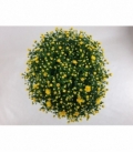 Chrysanthemum
