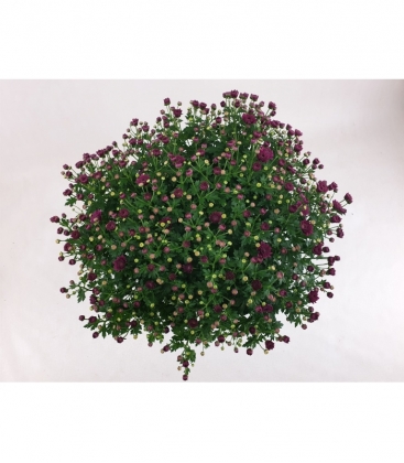 Chrysanthemum