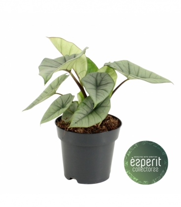 Alocasia