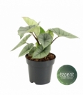 Alocasia
