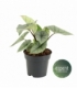 Alocasia