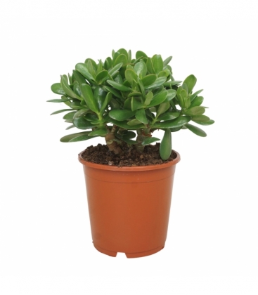 Crassula