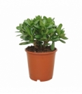 Crassula