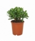 Crassula