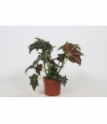 Begonia