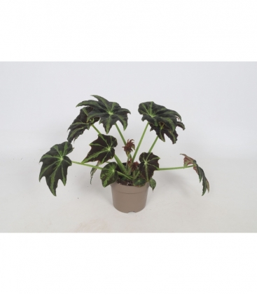 Begonia
