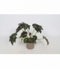 Begonia